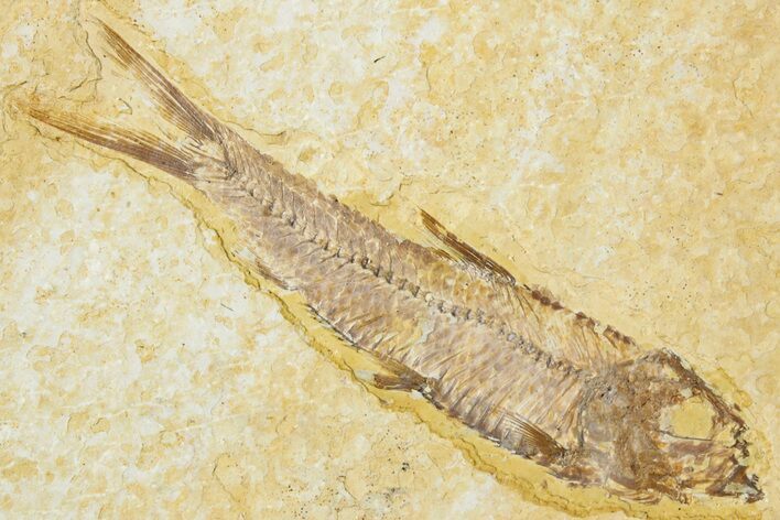 Detailed Fossil Fish (Knightia) - Wyoming #318597
